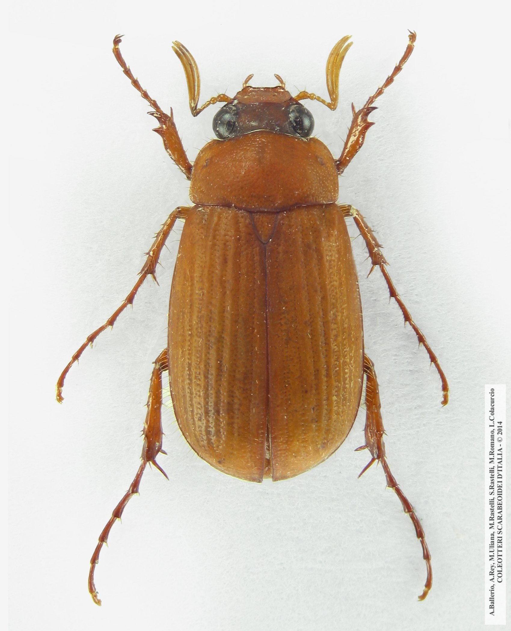 Serica brunna, maschio 
