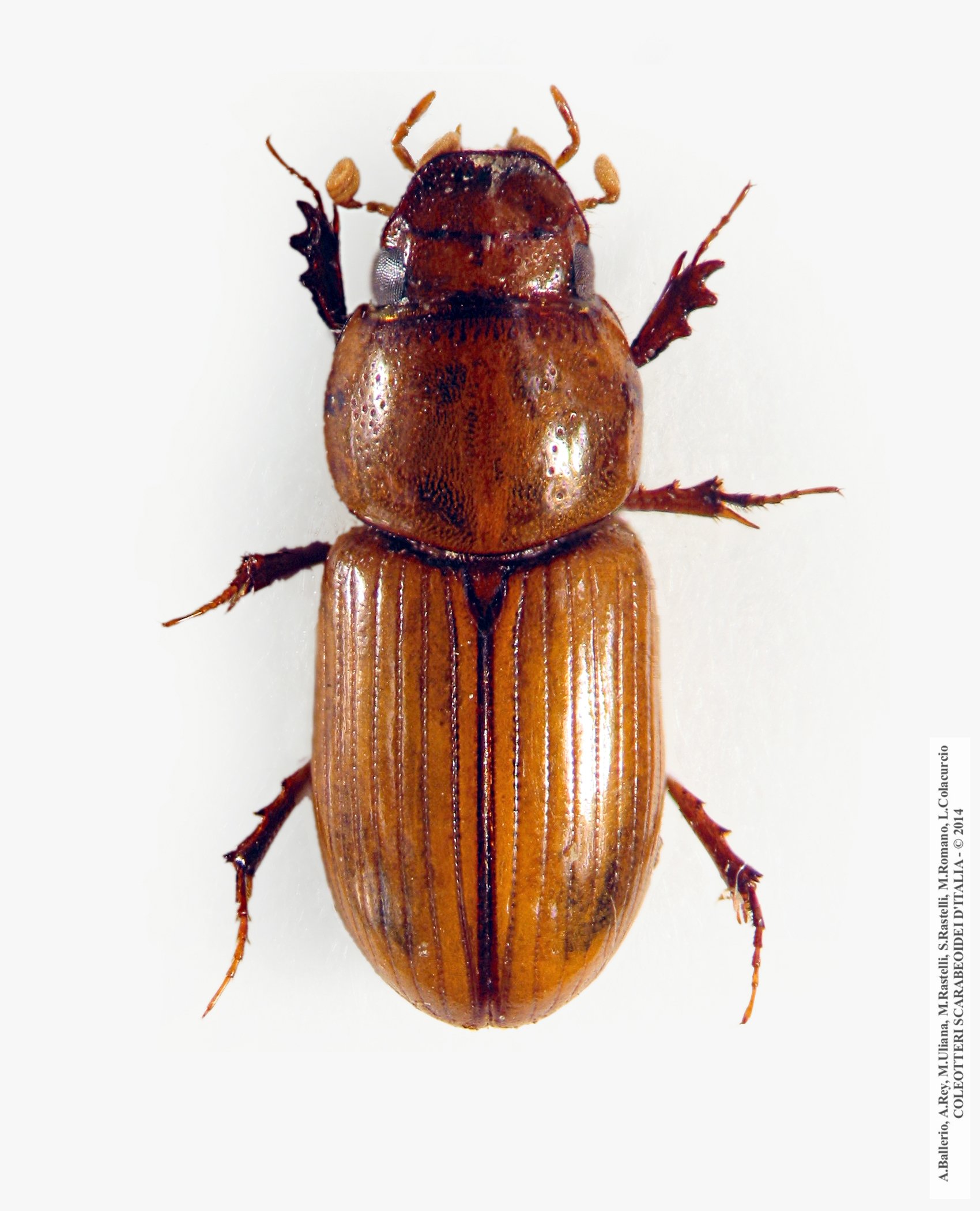 Subrinus vitellinus