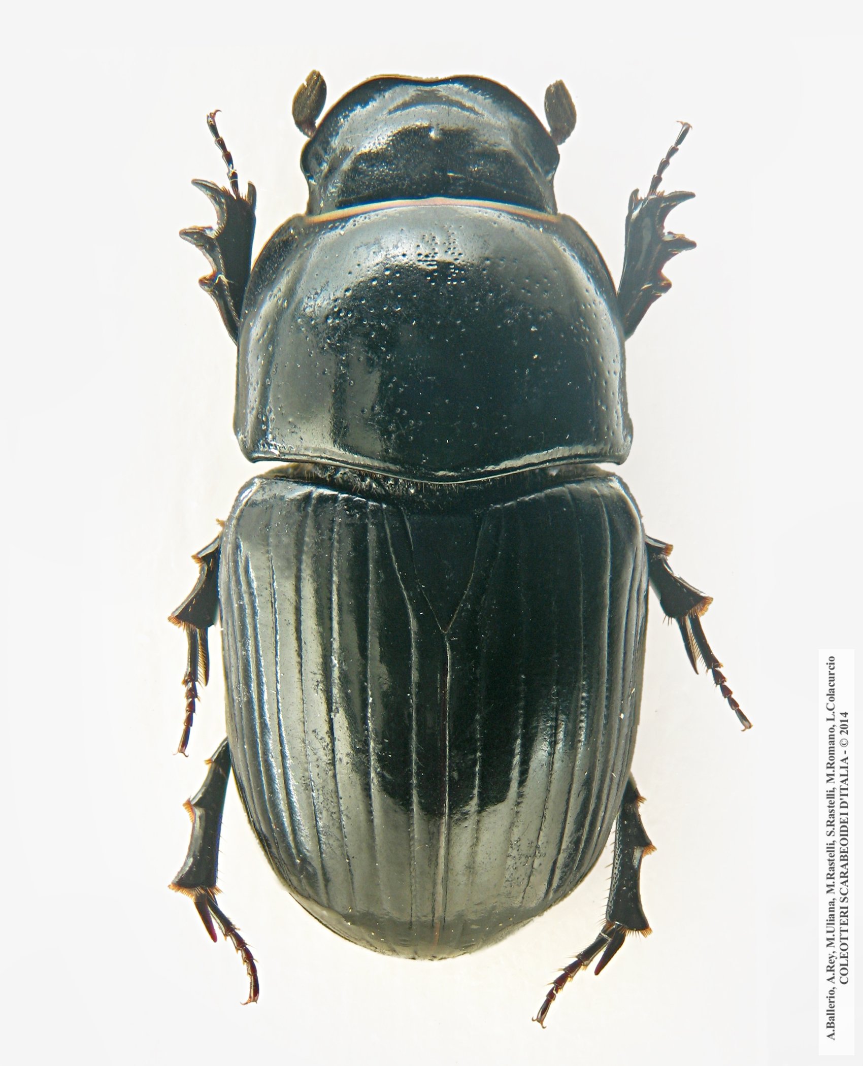 Teuchestes fossor, femmina