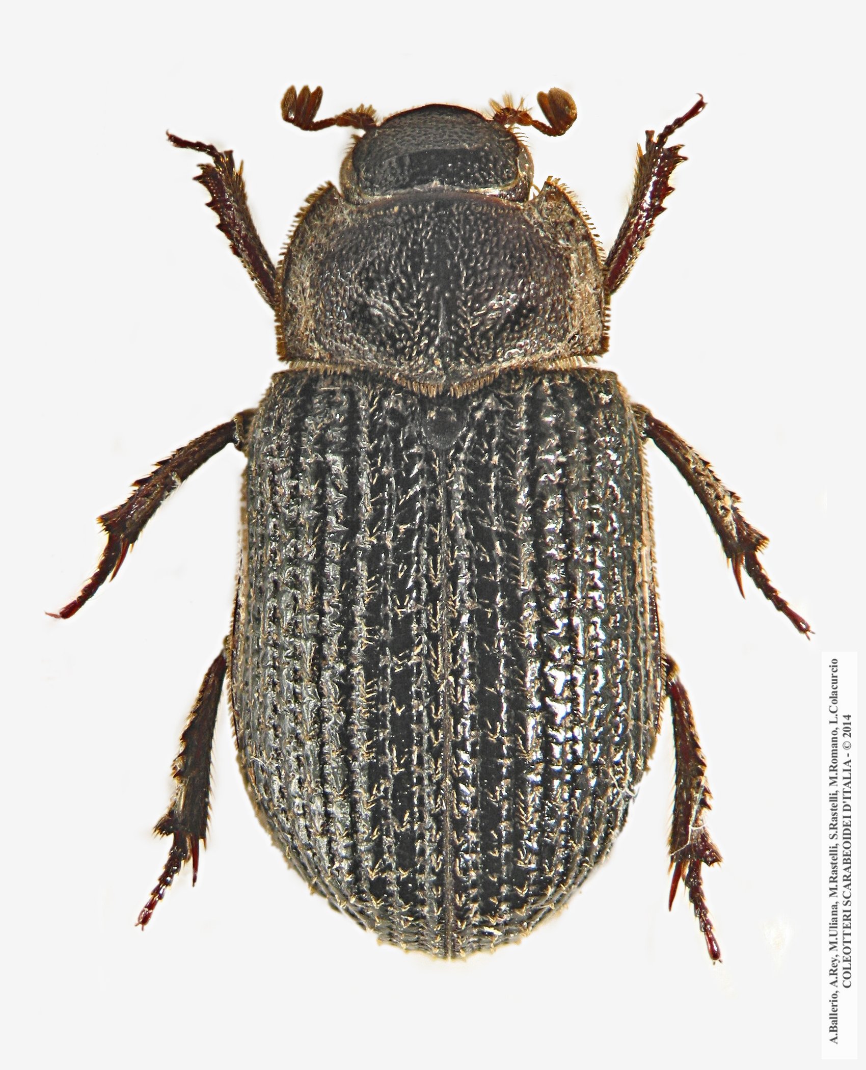 Trox perrisi
