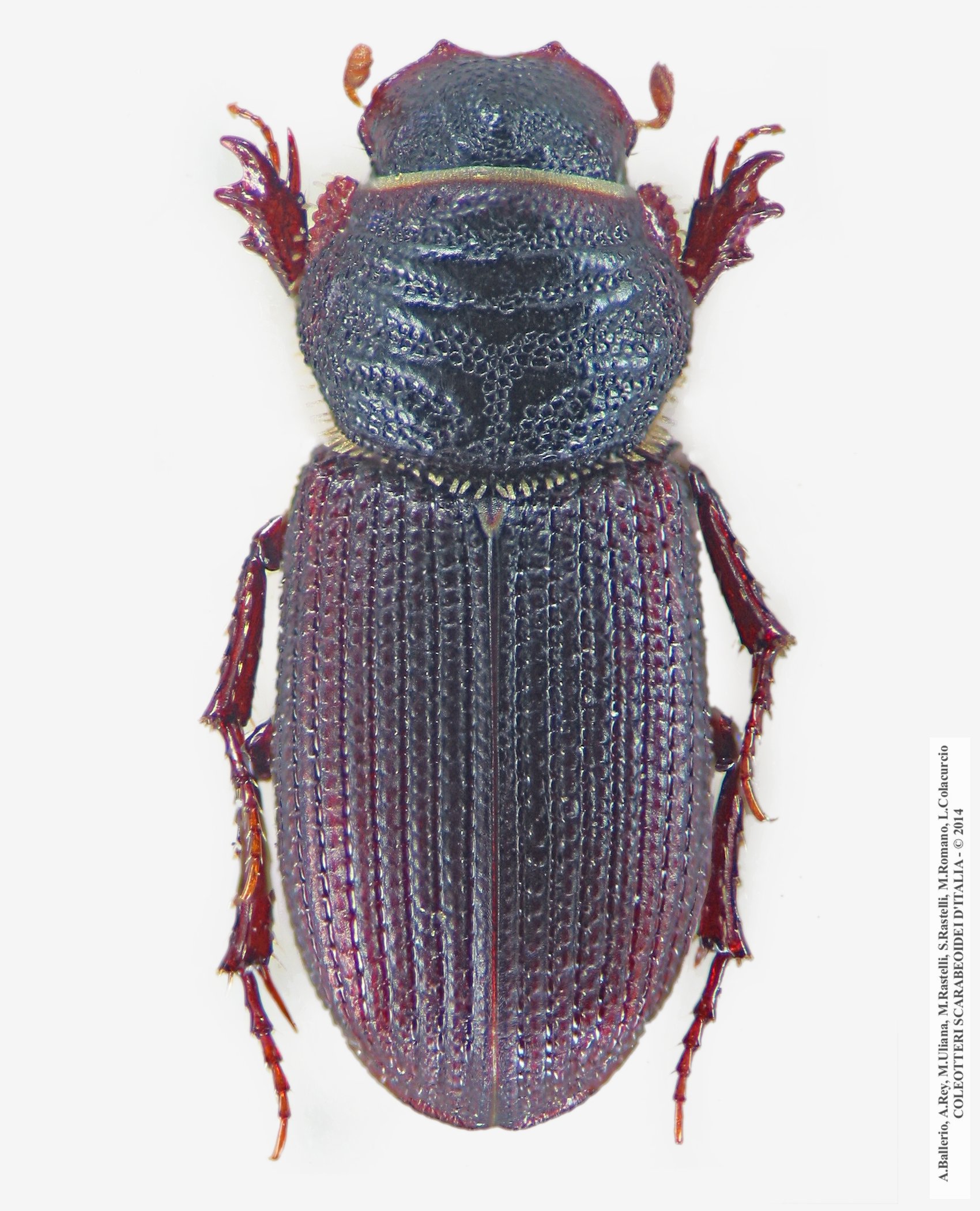 Trichiorhyssemus dalmatinus