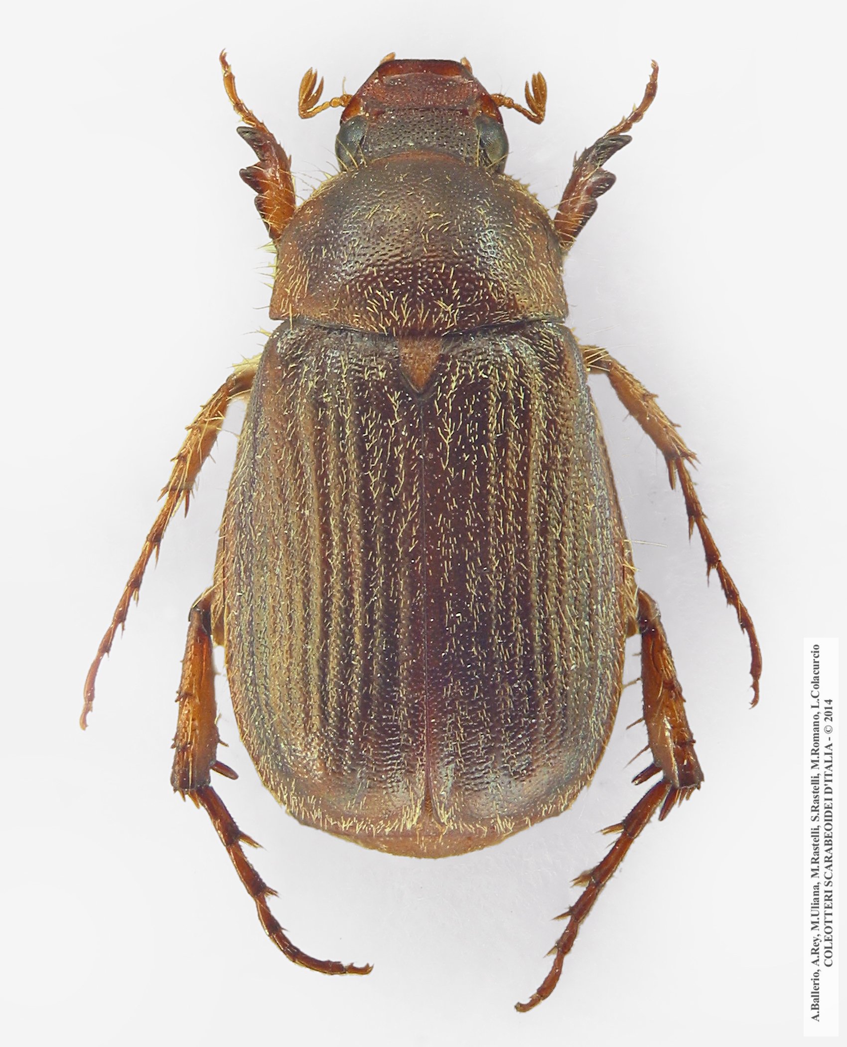 Triodontella alni, femmina 