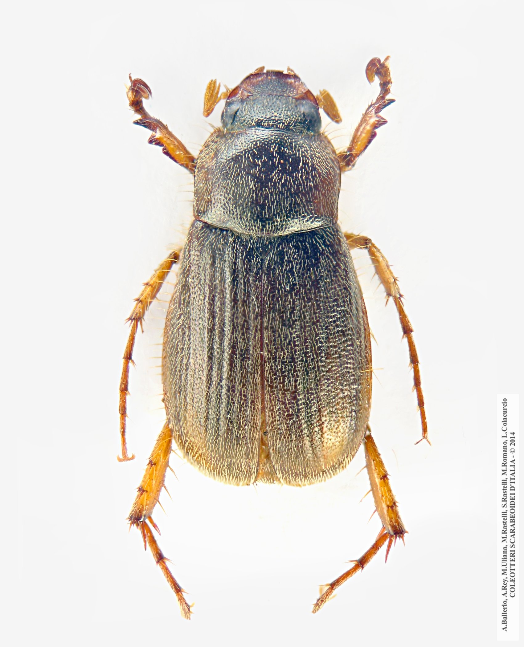 Triodontella alni, maschio