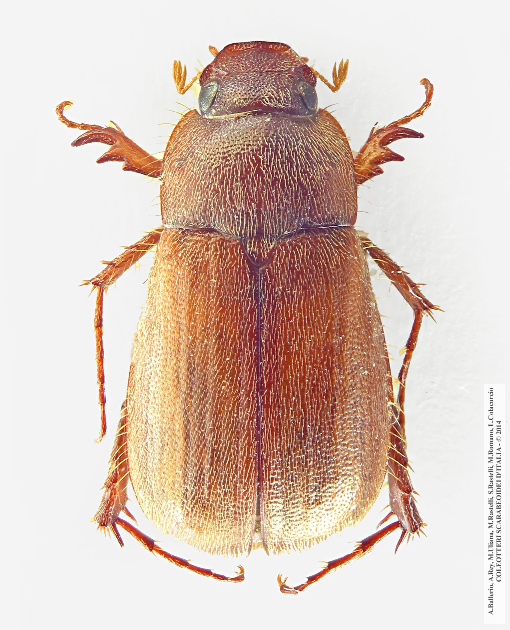 Triodontella bucculenta, femmina 