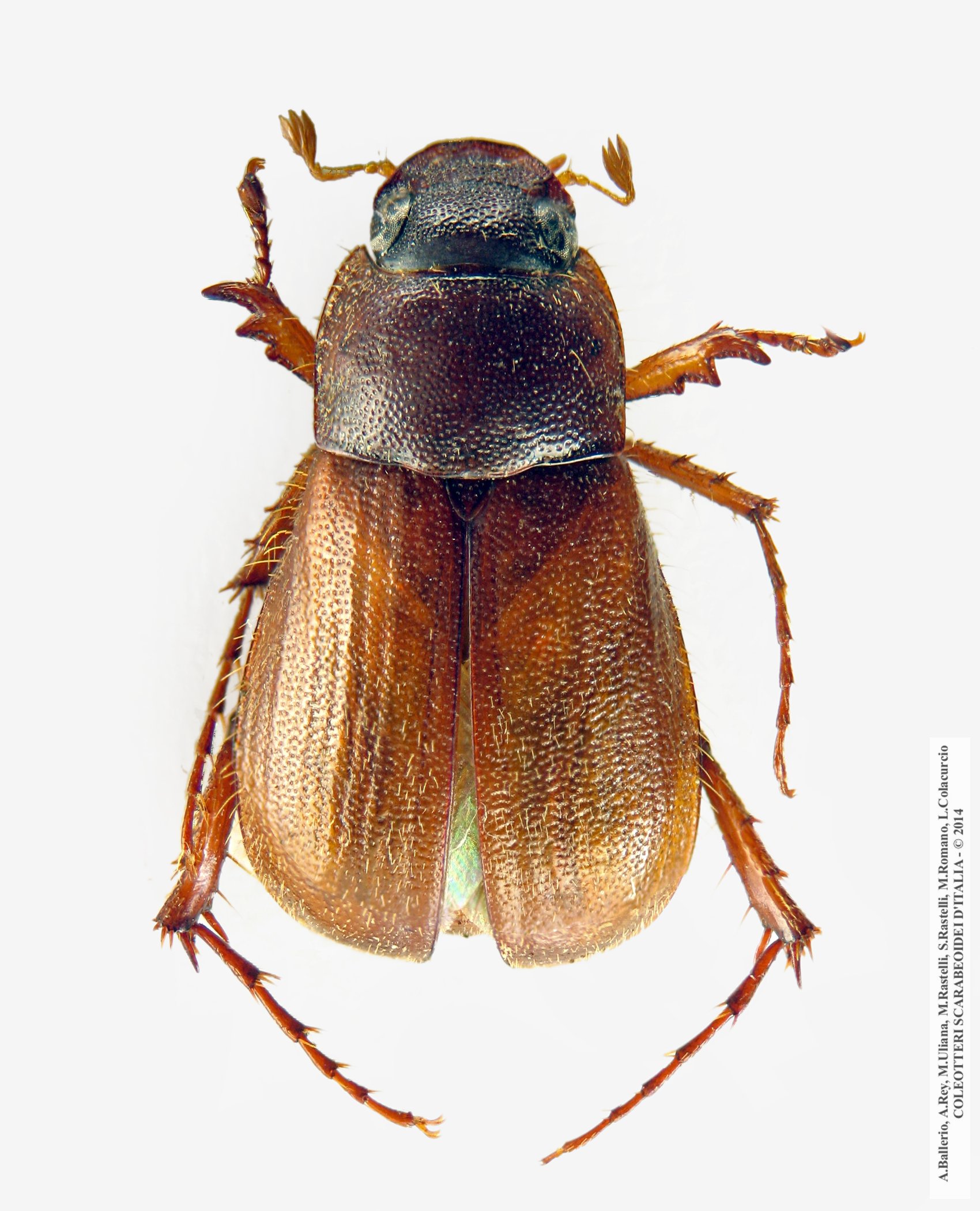 Triodontella bucculenta, maschio