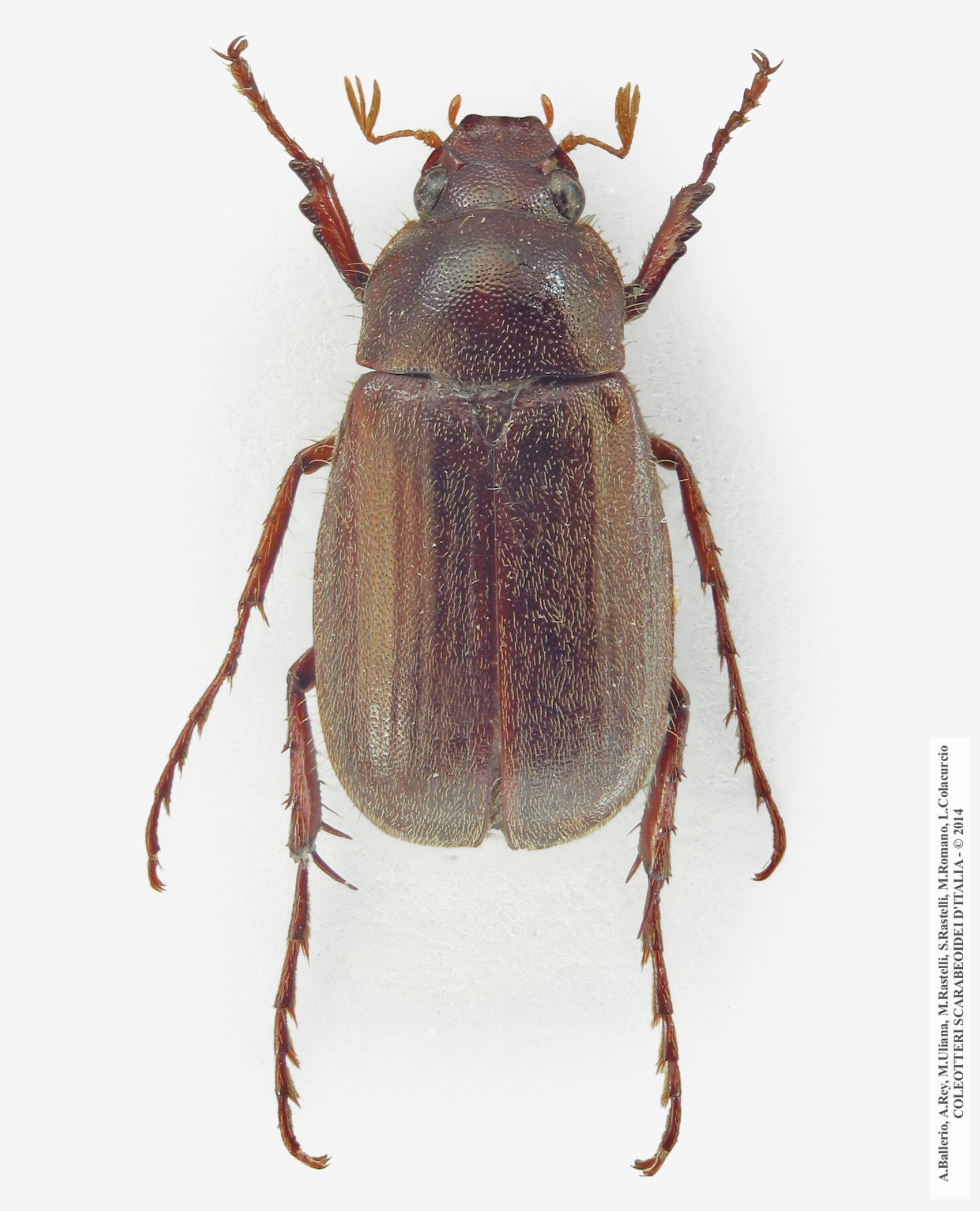 Triodontella sardoa, maschio