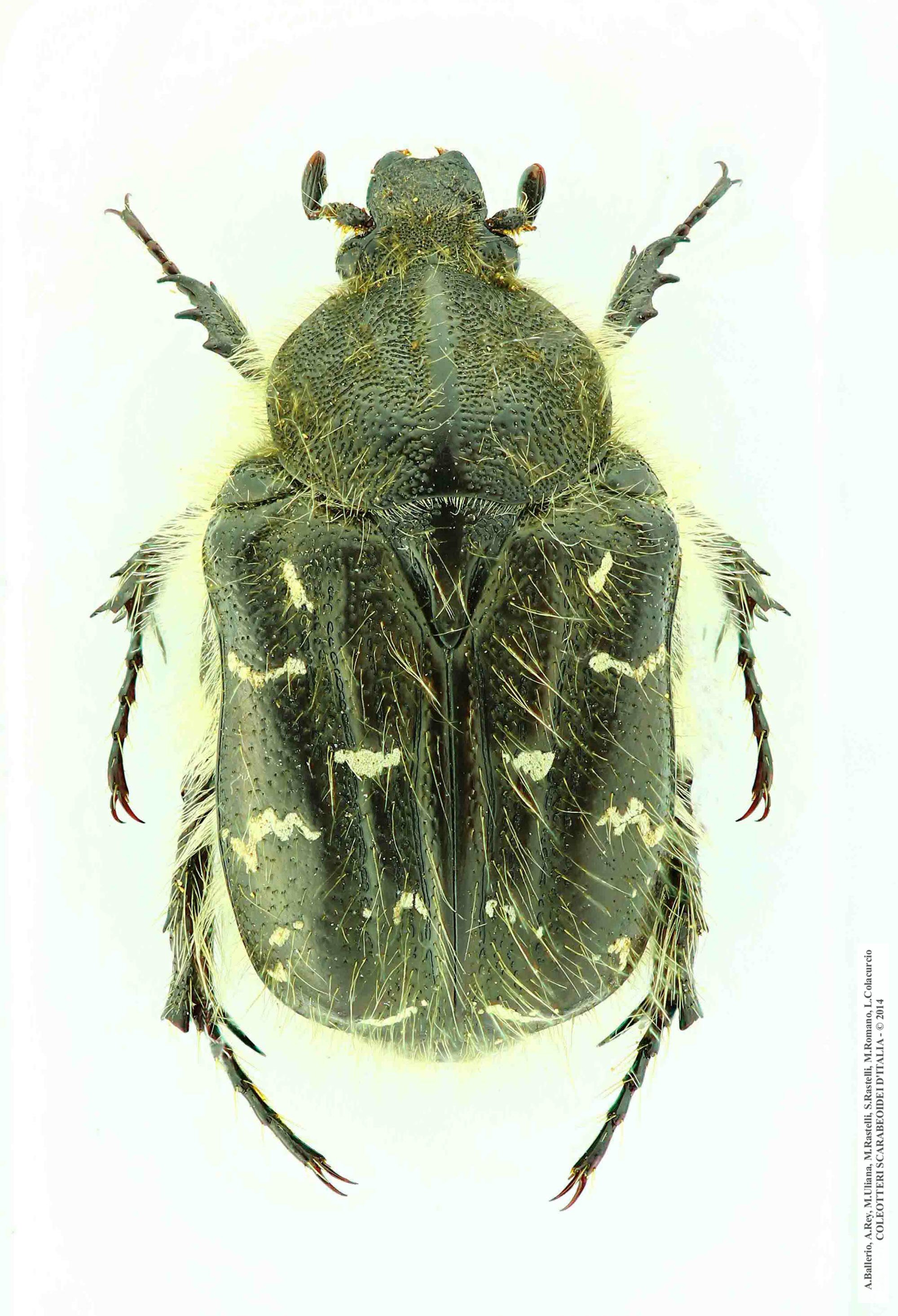 Tropinota squalida squalida