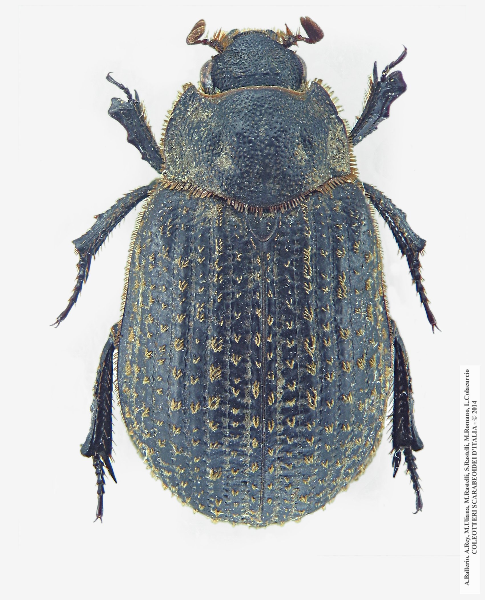 Trox cadaverinus