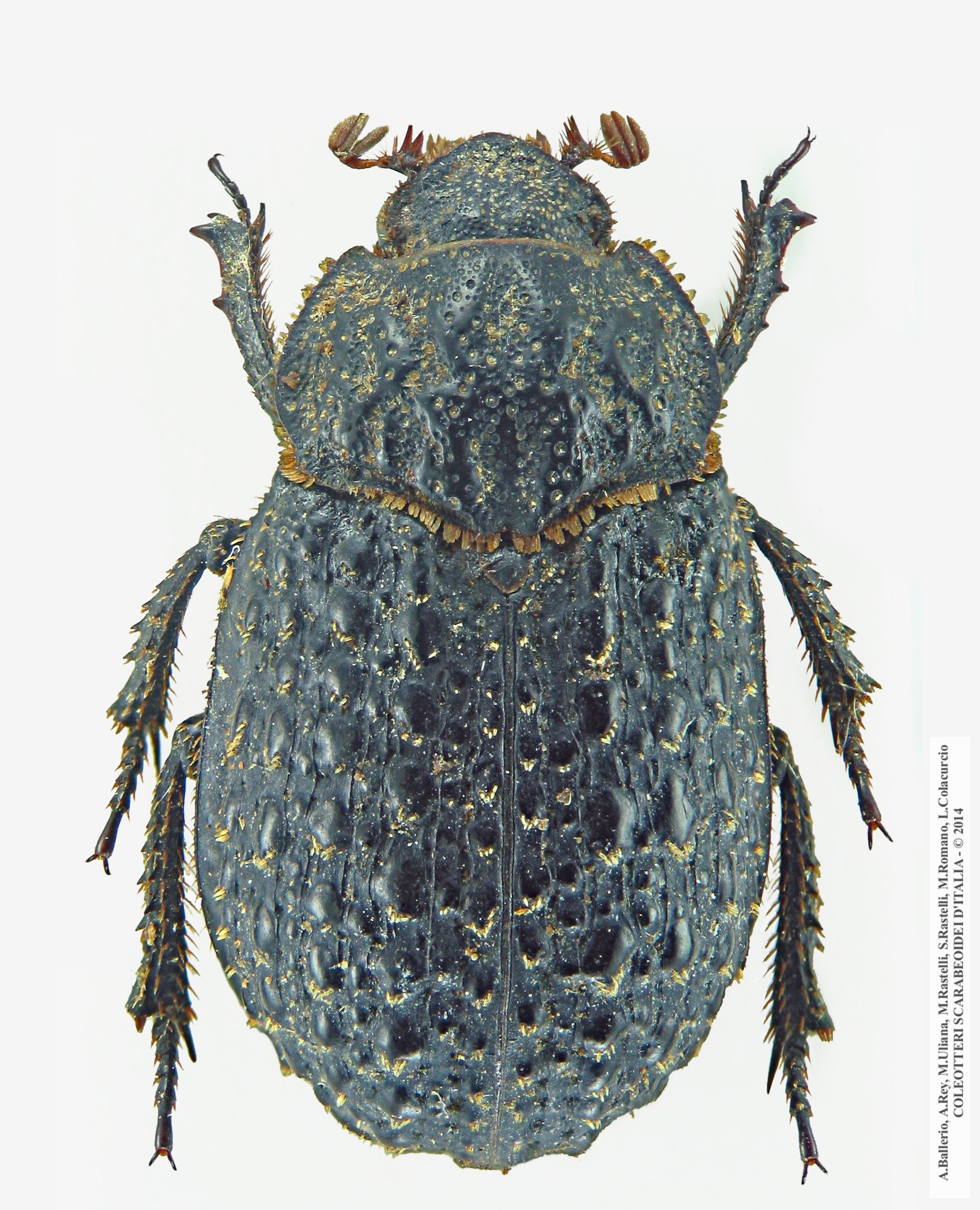 Trox fabricii