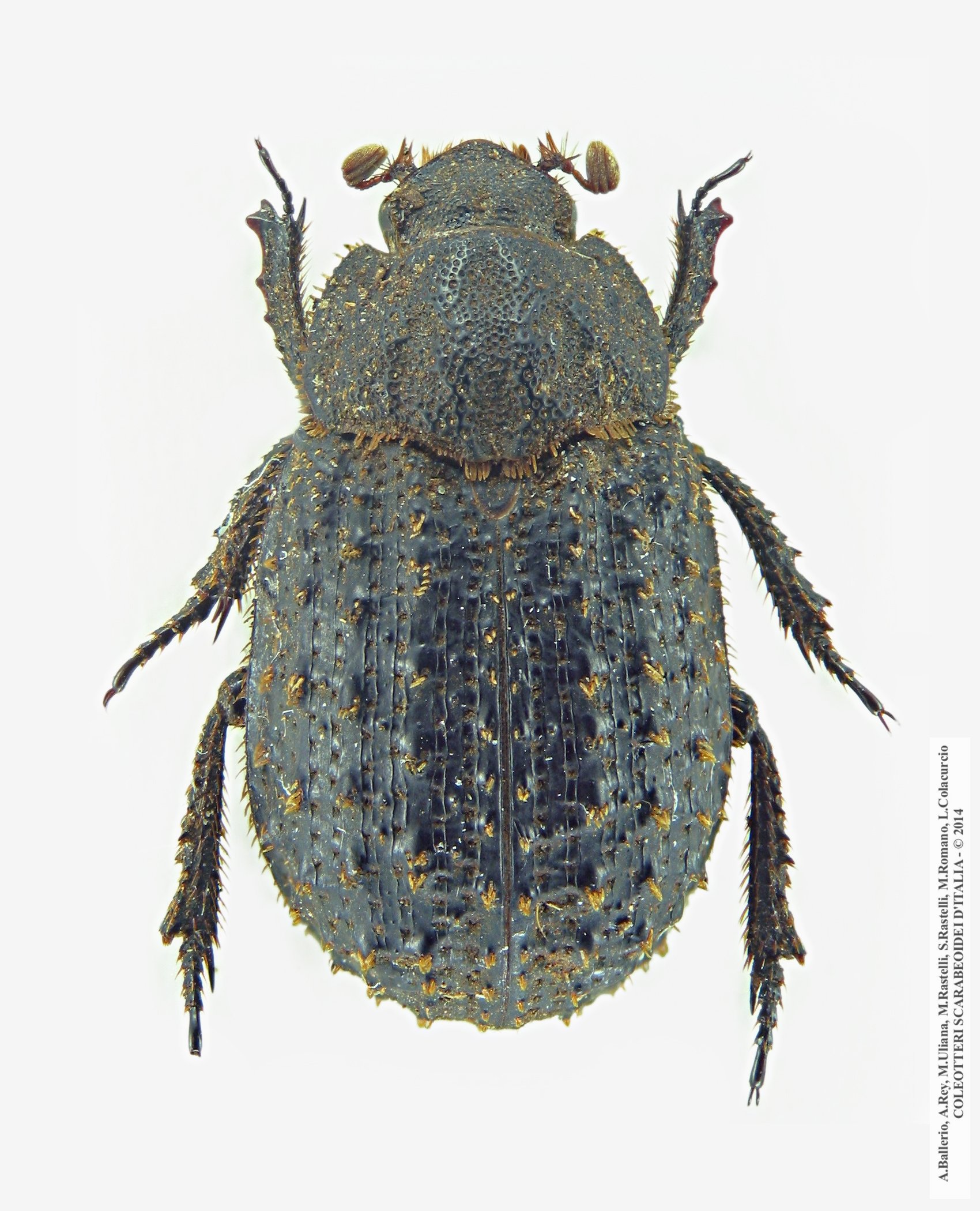 Trox litoralis