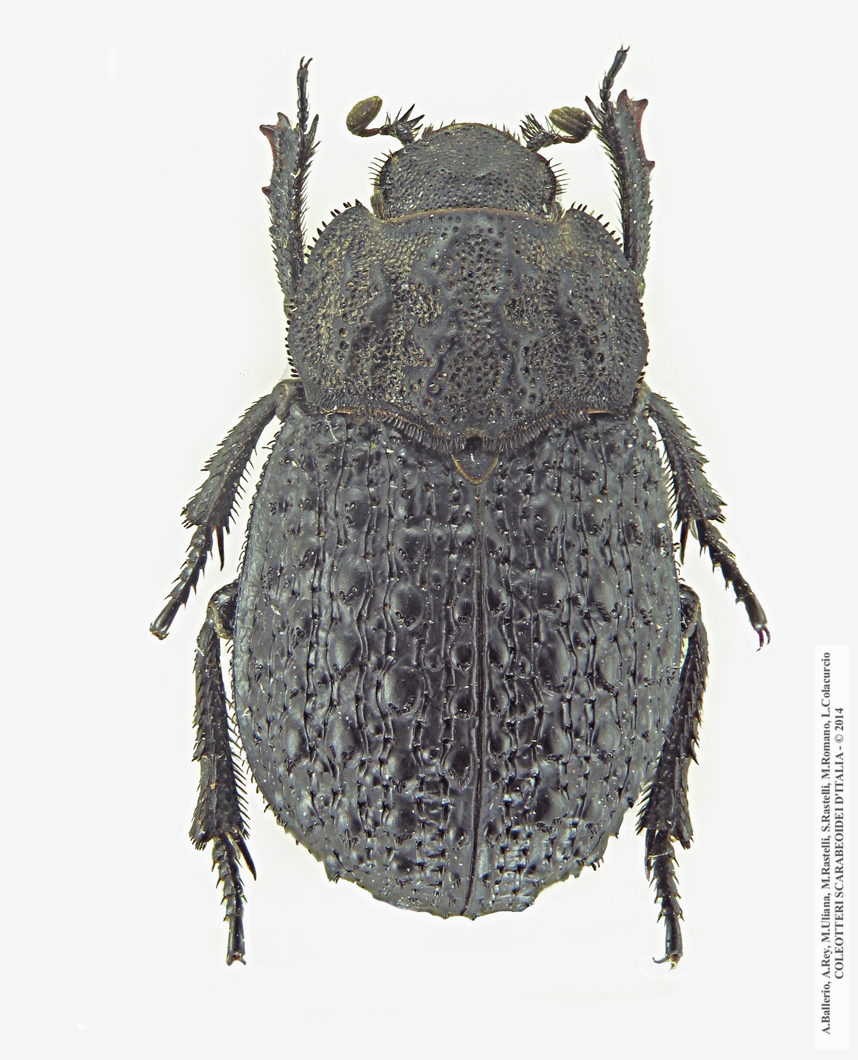 Trox perlatus
