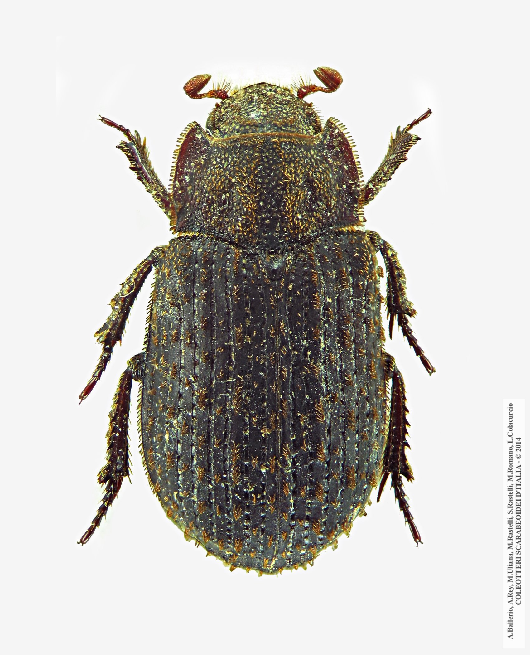 Trox scaber