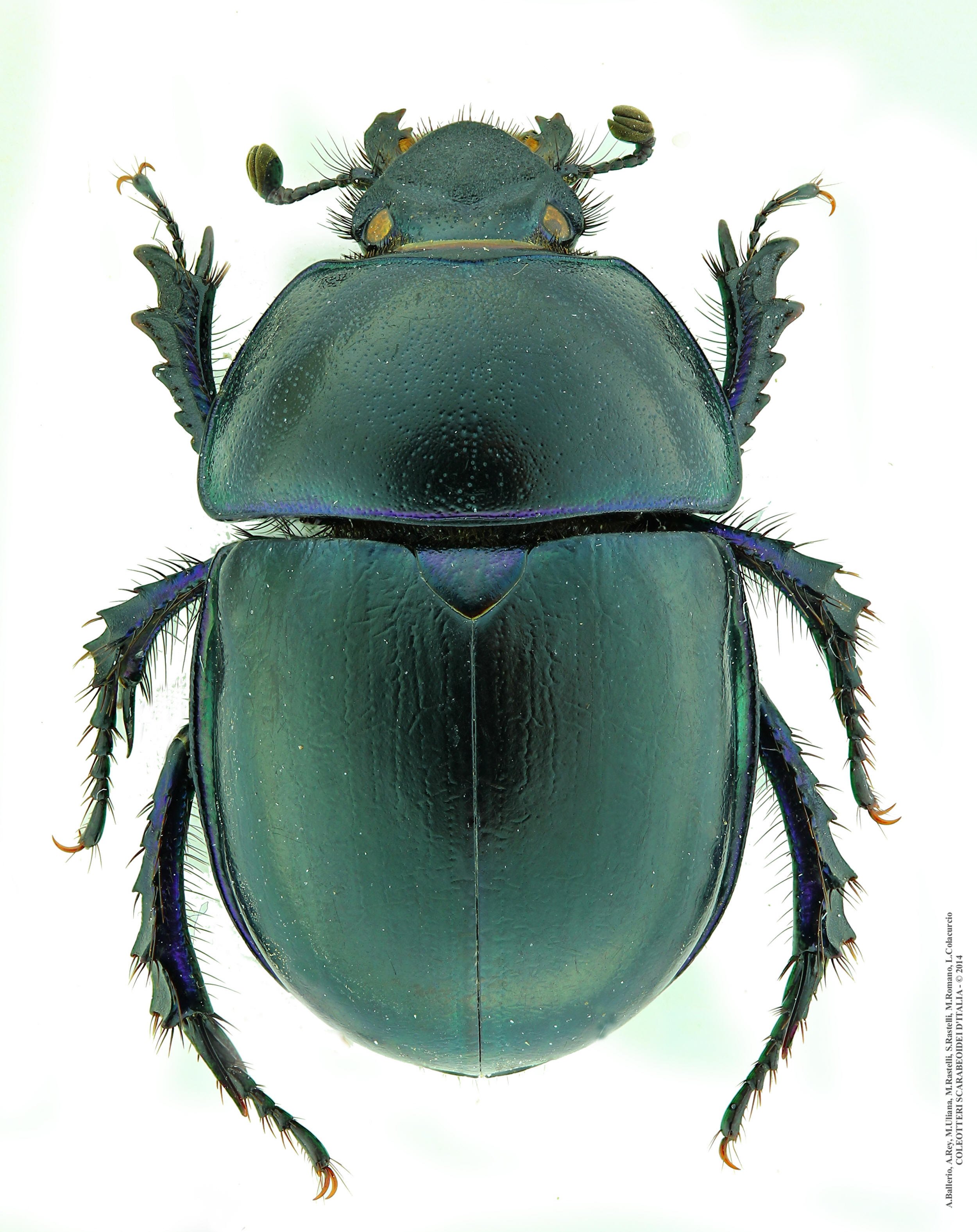 Trypocopris vernalis apenninicus, femmina