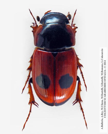 Acrossus bimaculatus