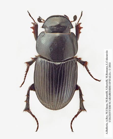 Acrossus luridus ab. atramentarius