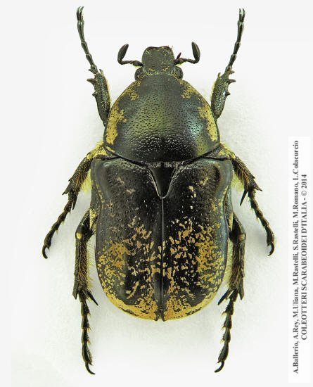 Aethiessa floralis 