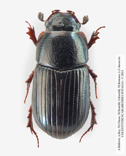 Agoliinus piceus