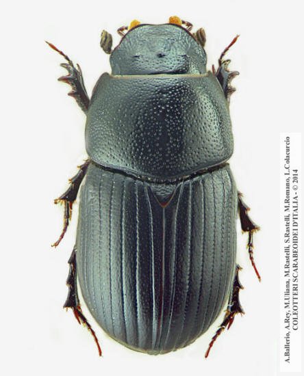 Agrilinus ater, femmina