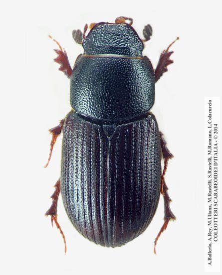 Agrilinus ibericus, femmina