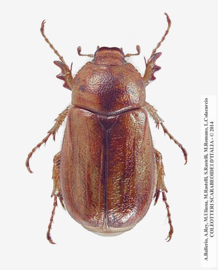 Amadotrogus quercanus, femmina