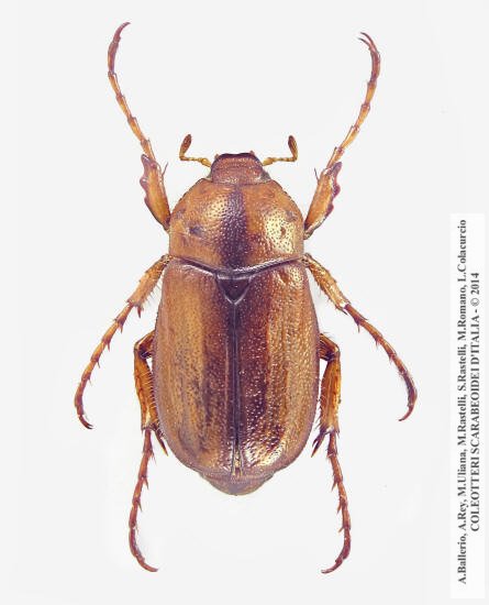 Amadotrogus quercanus, maschio