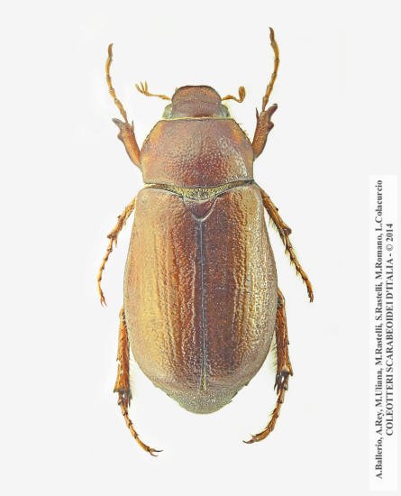 Amadotrogus tarsalis, femmina