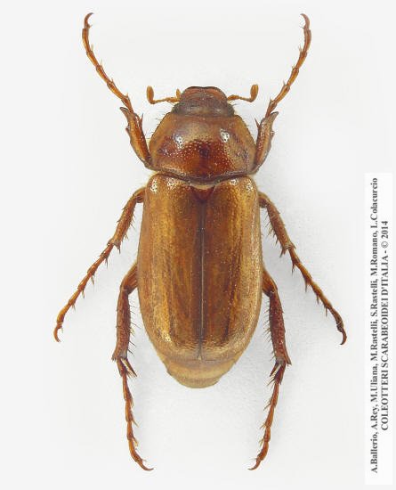 Amadotrogus vicinus, maschio