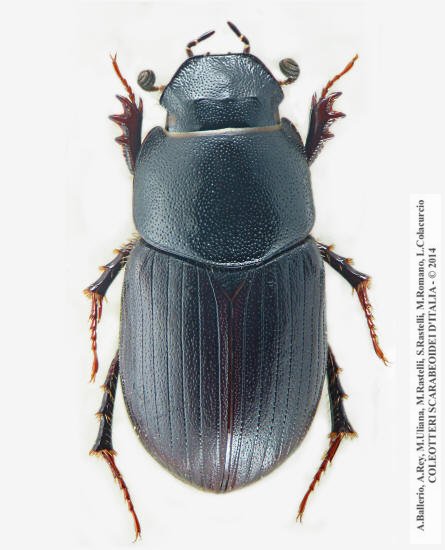 Amidorus obscurus latinus
