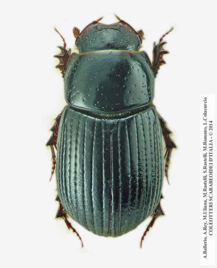Ammoecius elevatus