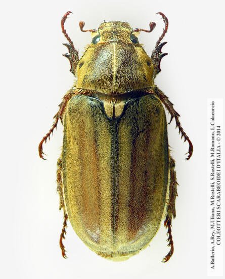 Anoxia matutinalis corsicana, femmina