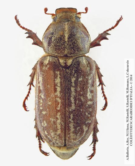 Anoxia orientalis, femmina