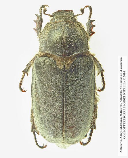 Anoxia pilosa, femmina 