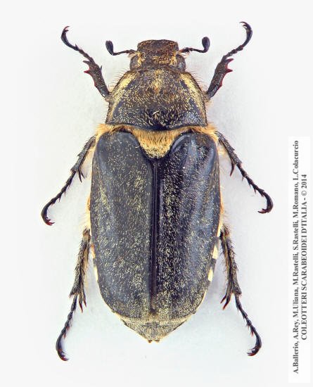 Anoxia scutellaris scutellaris, femmina