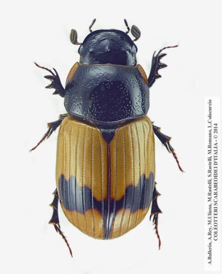 Aphodius conjugatus, femmina