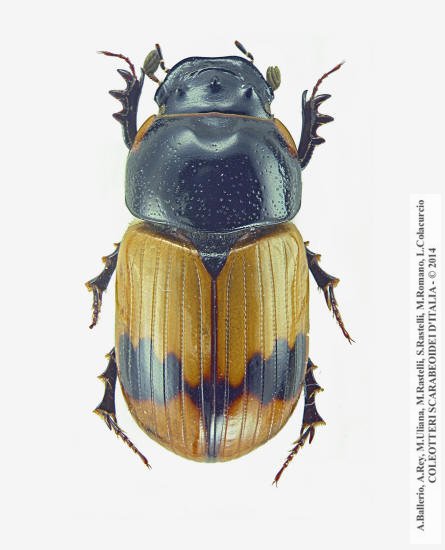 Aphodius conjugato, maschio