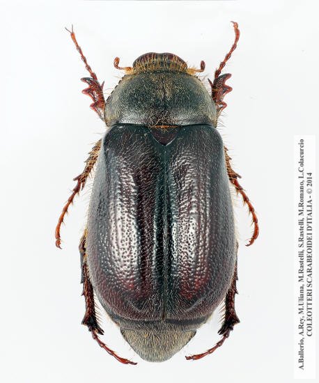 Aplidia hirticollis, femmina 