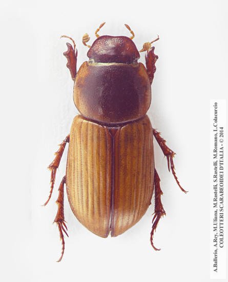 Bodilus beduinus