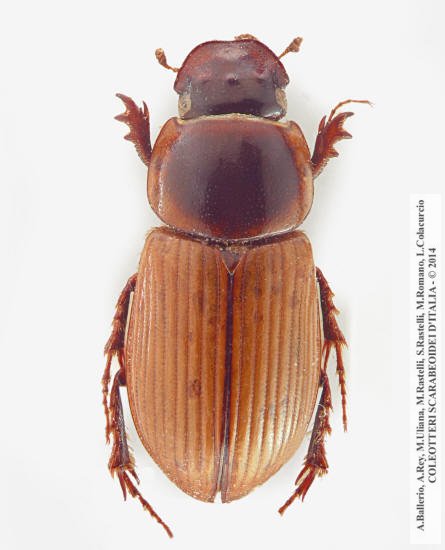 Bodilus longispina