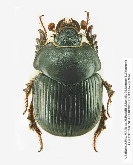 Bolbelasmus gallicus, femmina