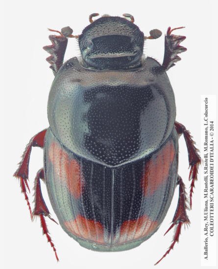 Caccobius schreberi, maschio
