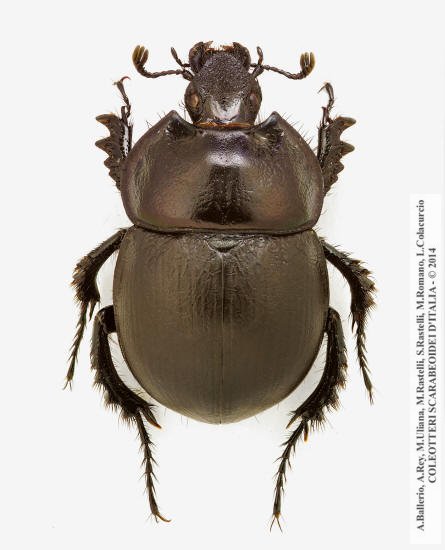 Chelotrupes matutinalis, femmina 