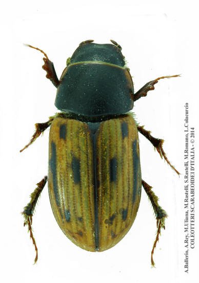 Chilothorax melanostictus