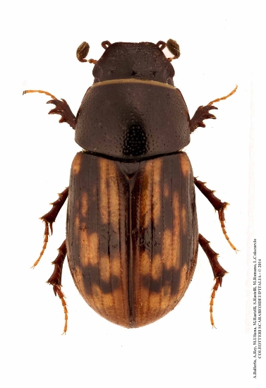 Chilothorax paykulli
