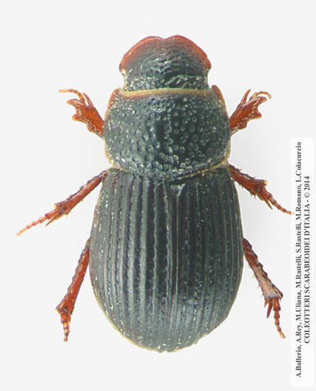 Diastictus vulneratus