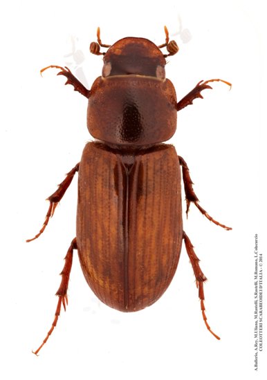 Erytus aequalis