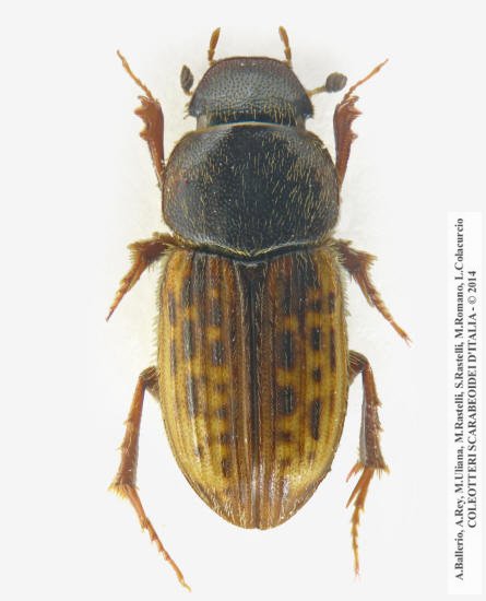 Euheptaulacus carinatus carinatus, femmina