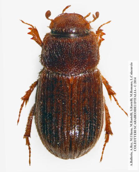 Euheptaulacus villosus, femmina