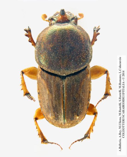 Euoniticellus intermedius