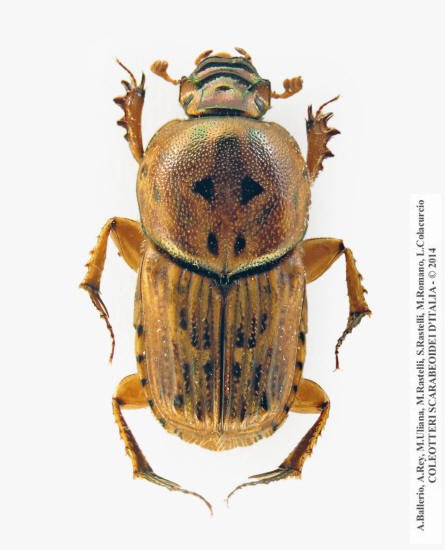 Euoniticellus pallens, maschio