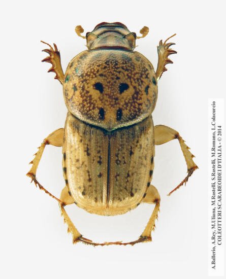 Euoniticellus pallipes, maschio 